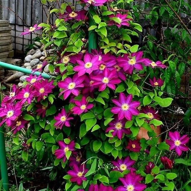 clematis